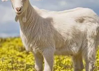 Дотації на корів, кіз та овець не завершені: готується друга хвиля підтримки