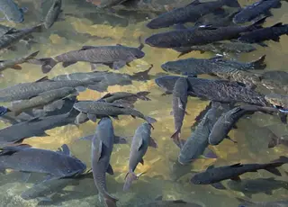 На Полтавщині  апрацює рибопереробний комплекс