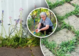 Бур’яни зникнуть за день: як приготувати простий домашній розчин без хімії