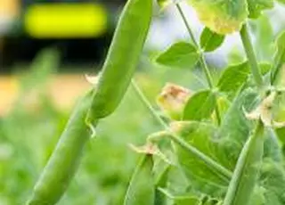 Український ринок гороху ризикує зіткнутися з нестачею продукції через зростання попиту