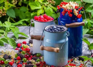 На Волині розвивається потужний центр органічного ягідництва та заморожування продукції