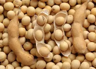 Геополітика і конкуренція змінюють правила гри на ринку сої України