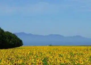 Ціни на соняшник в Україні зростають на тлі подорожчання олії в портах