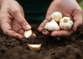 Як обрати часник для посадки