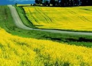 Виробникам ріпаку почали повертати сплачені мита